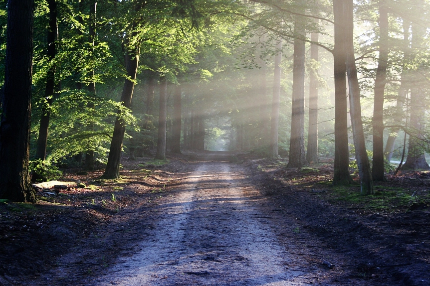Wanderweg im Wald © Pixabay