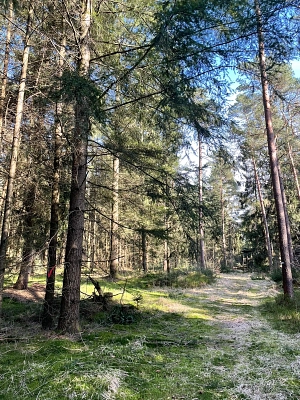 Waldidylle im Eichholz